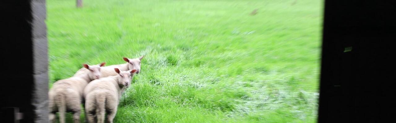 Où sont les moutons ?