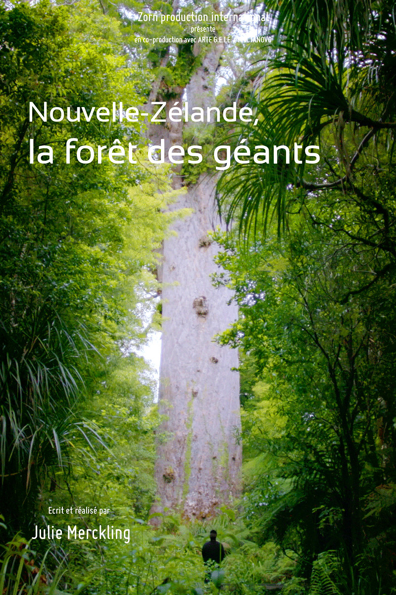 Nouvelle-Zélande, la forêt des géants